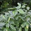 Aucuba Japonica 'Crotonifolia' -Outdoor Garden Care AUCCROT