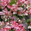 Berberis Thunbergii F. Atropurpurea 'Harlequin' -Outdoor Garden Care BEHAR