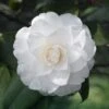 Camelia Japonica 'White' -Outdoor Garden Care CAMELIAWHT