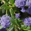 Ceanothus 'Concha' -Outdoor Garden Care CEACONC
