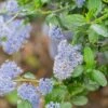 Ceanothus Skylark -Outdoor Garden Care CEANSKYLAR