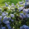 Ceanothus Thrysiflorus 'Repens' -Outdoor Garden Care CEAREPN