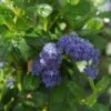 Ceanothus Griseus 'Yankee Point' -Outdoor Garden Care CEAYANKEEPNT