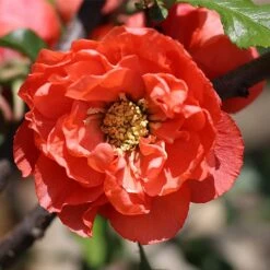 Chaenomeles Speciosa Mango Storm