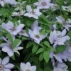 Clematis 'Bernadine' -Outdoor Garden Care CLEMBERN