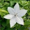 Clematis 'Tsukiko' -Outdoor Garden Care CLEMTSUK