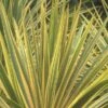 Cordyline Australis 'Torbay Dazzler' -Outdoor Garden Care CORDTORDAZ