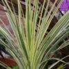 Cordyline 'Lime Passion' -Outdoor Garden Care CORLIPA