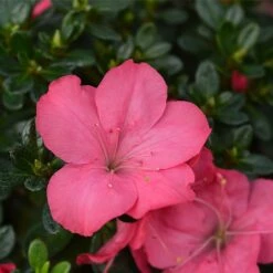 Evergreen Azalea 'Anouk'