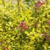 Escallonia 'Golden Carpet' -Outdoor Garden Care ESCGOCA