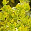 Euonymus Fortunei 'Emerald N Gold' -Outdoor Garden Care EUEGO