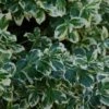 Euonymus Fortunei 'Silver Queen' -Outdoor Garden Care EUSQU