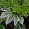 Fatsia Japonica 'Spider's Web' -Outdoor Garden Care FATSPIWEB