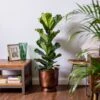 Fiddle-Leaf Fig (Ficus Lyrata) -Outdoor Garden Care FICLYR