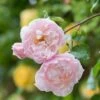 The Generous Gardener English Climbing Rose -Outdoor Garden Care GENERGARD
