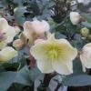 Helleborus X Ballardiae 'Cinnamon Snow' -Outdoor Garden Care HELCINNSNOW