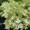 Hydrangea Paniculata 'Bobo'