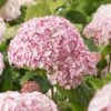 Hydrangea 'Candybelle Bubblegum' 1 Hydrangea 'Candybelle Bubblegum' -Outdoor Garden Care HYDCABU