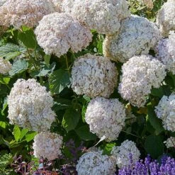 Hydrangea 'Candybelle Marshmallow'