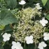 Hydrangea Anomalis 'Petiolaris' -Outdoor Garden Care HYDPETI