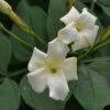 Jasminum Officinale 'Clotted Cream' -Outdoor Garden Care JASCLCR