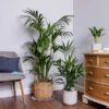 Kentia Palm (Howea Forsteriana) -Outdoor Garden Care KENTIAPALM