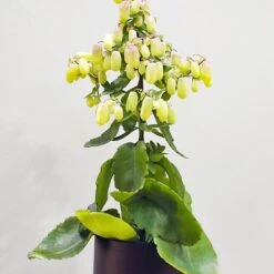 Kalanchoe Magic Bell -Outdoor Garden Care KMAGICBEL 2