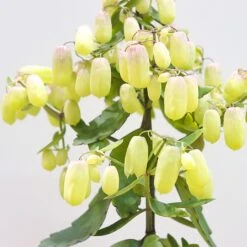 Kalanchoe Magic Bell -Outdoor Garden Care KMAGICBEL 3