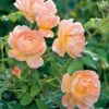 The Lark Ascending English Shrub Rose -Outdoor Garden Care LARKASCEND