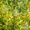 Ligustrum Ovalifolium 'Aureum' -Outdoor Garden Care LIGUSOVAUR