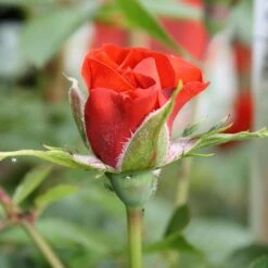 Little Bronze Rose -Outdoor Garden Care LITTLEBR 2