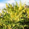 Mahonia X Media 'Winter Sun' 1 Mahonia X Media 'Winter Sun' -Outdoor Garden Care MAHWINTSUN