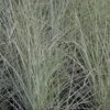 Miscanthus Sinensis 'Morning Light' 1 Miscanthus Sinensis 'Morning Light' -Outdoor Garden Care MISMOLI