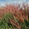 Miscanthus 'Red Zenith' -Outdoor Garden Care MISREZE