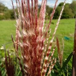 Miscanthus 'Red Zenith' -Outdoor Garden Care MISREZE 2