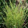 Miscanthus Sinensis 'Zebrinus Compact' -Outdoor Garden Care MISZEBC