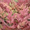Nandina Domestica 'Obsessed' -Outdoor Garden Care NANOBSE