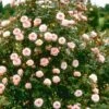 Nice Day Climbing Rose 1 Nice Day Climbing Rose -Outdoor Garden Care NICEDAY