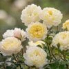 NYE Bevan English Shrub Rose 2 NYE Bevan English Shrub Rose -Outdoor Garden Care NYEBEVAN