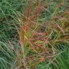 Panicum Virgatum 'Rehbraun' -Outdoor Garden Care PANREHB