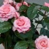 Patio Rose Kelley Hit Rose 1 Patio Rose Kelley Hit Rose -Outdoor Garden Care PATIOROS
