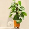 Philodendron Scandens -Outdoor Garden Care PHILSCA