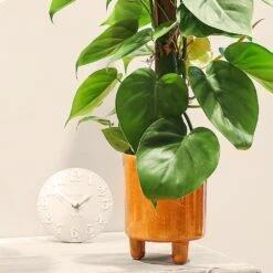 Philodendron Scandens -Outdoor Garden Care PHILSCA 3