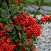 Pyracantha Coccinea 'Red Star' -Outdoor Garden Care PYRAREDSTAR