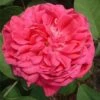 Rose De Rescht Shrub Rose -Outdoor Garden Care ROSEDER