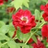 Ruby Rambler Climbing Rose -Outdoor Garden Care RUBYRAMB