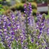 Salvia 'Azure Snow' -Outdoor Garden Care SALAZUSNO