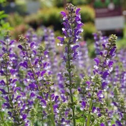 Salvia 'Azure Snow'