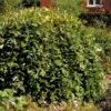 Salix Caprea 'Kilmarnock' -Outdoor Garden Care SALIXKILMA