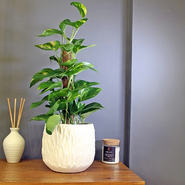 Scindapsus 3 Scindapsus